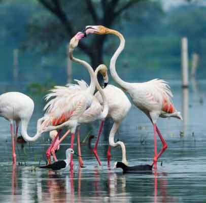 Jaipur Ranthambore Bharatpur Agra Tour