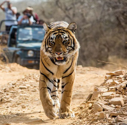 Jaipur Ranthambore Tiger Safari Same Day Tour